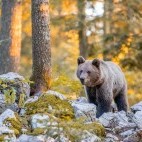 Brown bear in Slovenia.