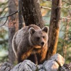 Brown bear in Slovenia