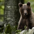 Brown bear in Slovenia