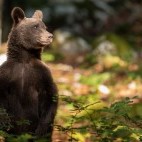 Brown bear in Slovenia