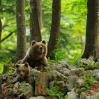 Brown bear in the Dinaric Alps in Slovenia.