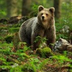 Brown bear in the Dinaric Alps in Slovenia.