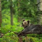 Brown bear in the Dinaric Alps in Slovenia.