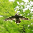 Ural owl in the Dinaric Alps in Slovenia.