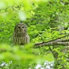 Ural owl in the Dinaric Alps in Slovenia.