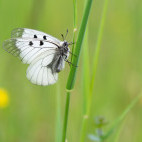 Clouded apollo in Slovenia