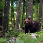 Brown bear in the Dinaric Alps in Slovenia.