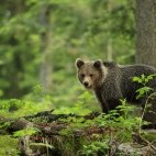 Brown bear in the Dinaric Alps in Slovenia.