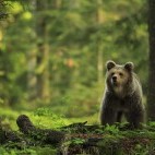 Brown bear in the Dinaric Alps in Slovenia.