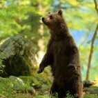 Brown bear in the Dinaric Alps in Slovenia.