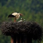 Stork in the Dinaric Alps in Slovenia.