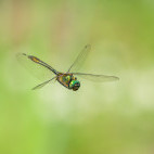 Downy emerald dragonfly in Slovenia