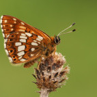 Duke of burgundy in Slovenia