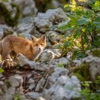 Fox in Slovenia.