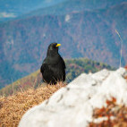 Alpine chough in the Julian Alps, Slovenia