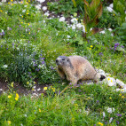 Alpine marmot in the Julian Alps, Slovenia