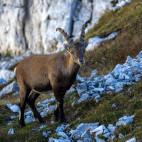 Chamois in the Julian Alps, Slovenia