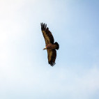 Griffon vulture in the Julian Alps, Slovenia