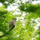 Ural owl in the Julian Alps, Slovenia