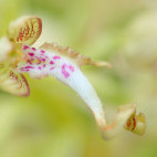 Lizard orchid in Slovenia