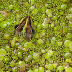 Marsh frog in duckweed.