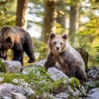 Pair of brown bear in Slovenia.