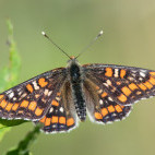 Scarce fritillary in Slovenia
