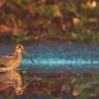 Common snipe