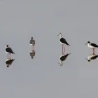 Black-winged stilts in Spain.