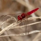 Broad scarlet in Spain.