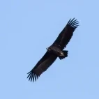 Cinereous vulture in Spain.
