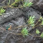 Common kingfisher in Spain.