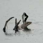 Eurasian otter in Spain.