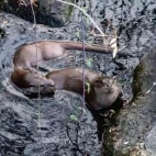 Eurasian otter in Spain.