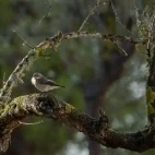 European pied flycatcher in Spain.