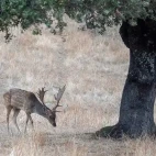 Fallow deer in Spain.