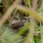 Fledgling common waxbill in Spain.