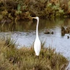 Great white egret in Spain.