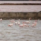 Greater flamingo & slender-billed gull in Spain.