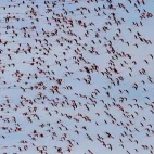 Greater flamingo in Spain.