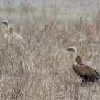 Griffon vulture in Spain.