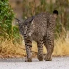 Iberian lynx in Spain.