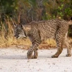 Iberian lynx in Spain.