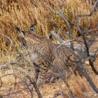 Iberian lynx in Spain.