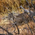 Iberian lynx in Spain.
