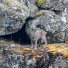 Iberian lynx in Spain.