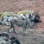 Iberian lynx in Spain.