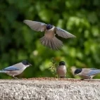 Iberian magpies in Spain.