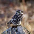 Little owl in Spain.