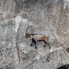 Spanish ibex in Spain.